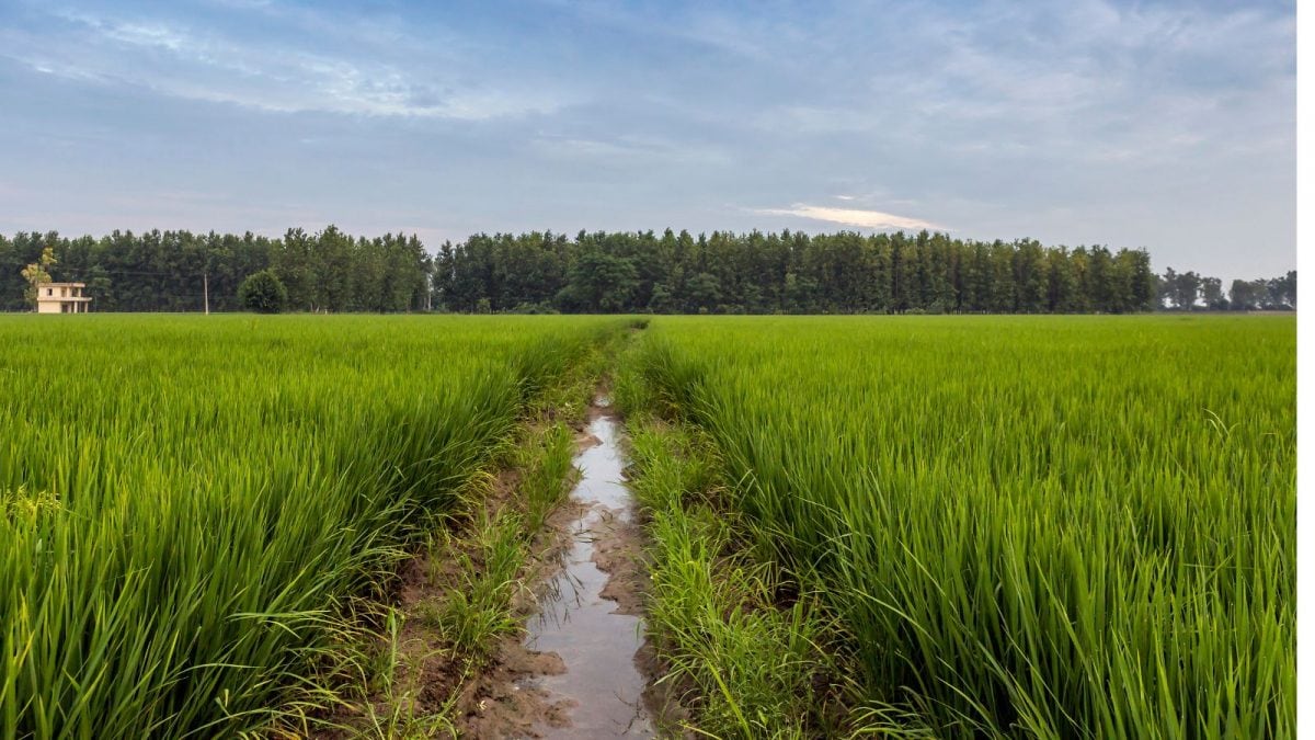 , This School’s Kids Grow Rice For Lunch, Right In The Playground, Sahara Groundwater