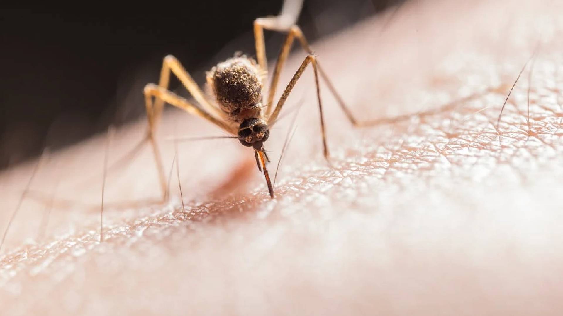 , More Than 7000 Chikungunya Cases In China Prompts Pandemic-Like Precautions; Internet Jibes &lsquo;Bring It On&rsquo;, Sahara Groundwater